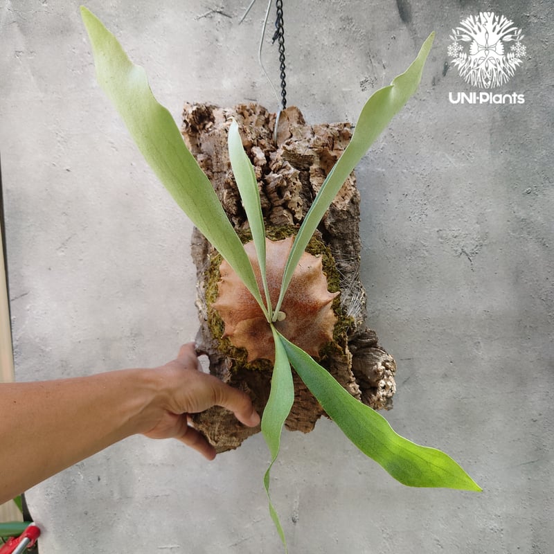 ビカクシダ ビフルカツム Platycerium bifurcatum コウモリラン