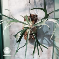 Platycerium Summer Breeze (P.Lemoinei x P.Bicor