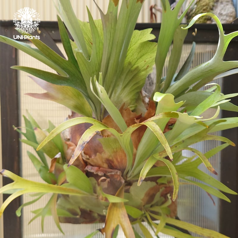 Platycerium sp.(pup) ビカクシダ 品種不明 コウモリラン ビカクシダ