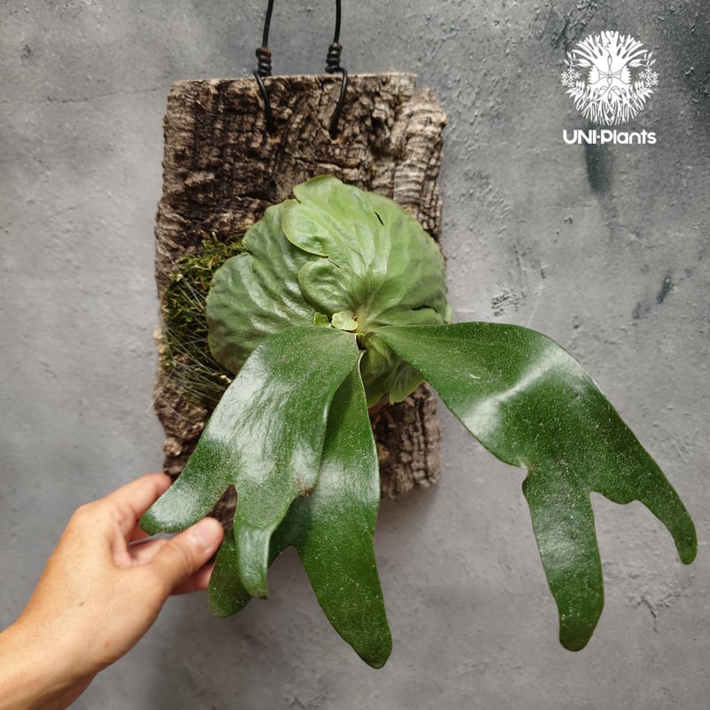 Platycerium Dawboy ビカクシダ ダウボーイ ビカクシダ交配種 シダ植物