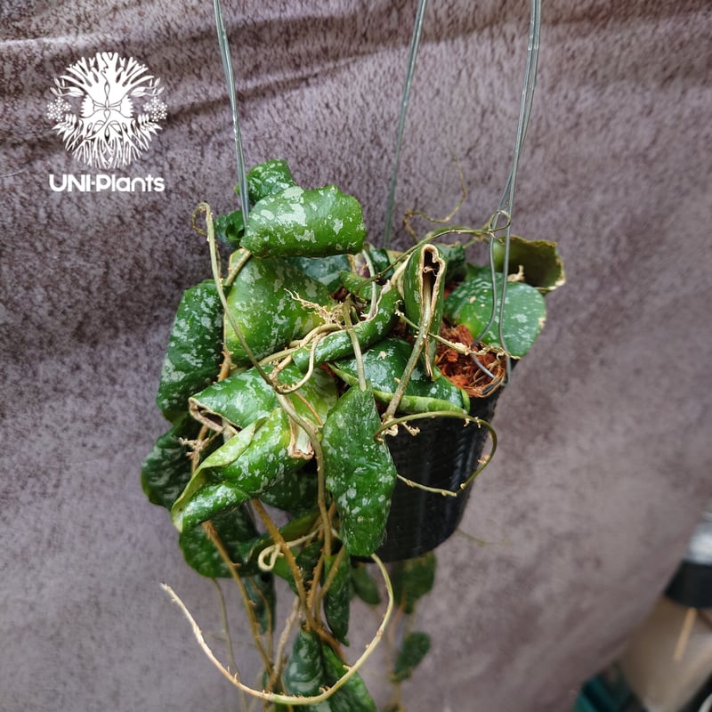 全長1m超え! Hoya Imbricata ホヤ インブリカータ ホヤ植物 インテリ
