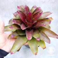 Neoregelia J.S.Red compact ネオレゲリア Neoregelia ブロメリア科 ネオレゲリア属 タンク系植物 着生植物