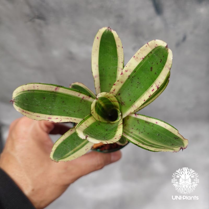 Neoregelia Hello Kitty ネオレゲリア ハローキティ Neoregeli