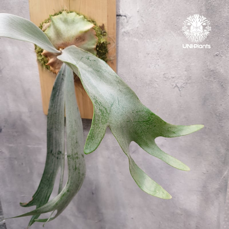 Platycerium Saikeaw(P.andinum x P.willinckii) ビ Platycerium Saikeaw(P.andinum x P.willinckii) ビ