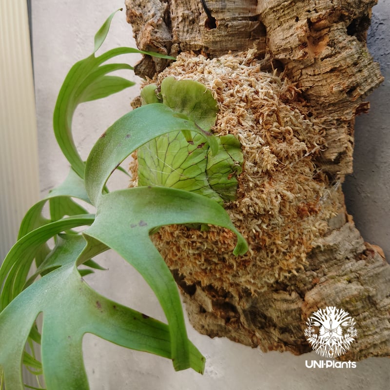 ビカクシダ コロナリウム Platycerium coronarium コウモリラン ビカク...