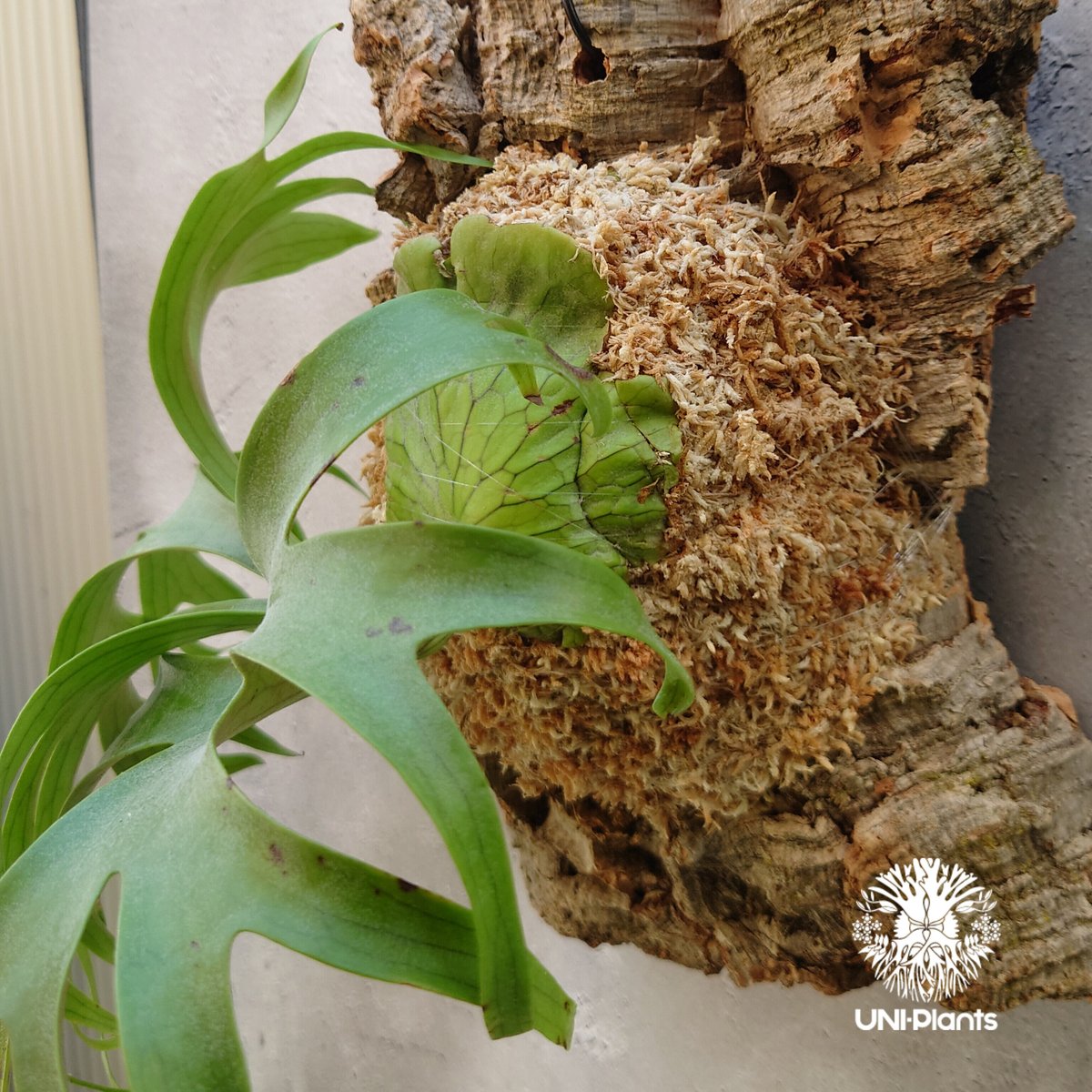 ビカクシダ コロナリウム Platycerium coronarium コウモリラン ビカクシダ コロナリウム Platycerium coronarium コウモリラン