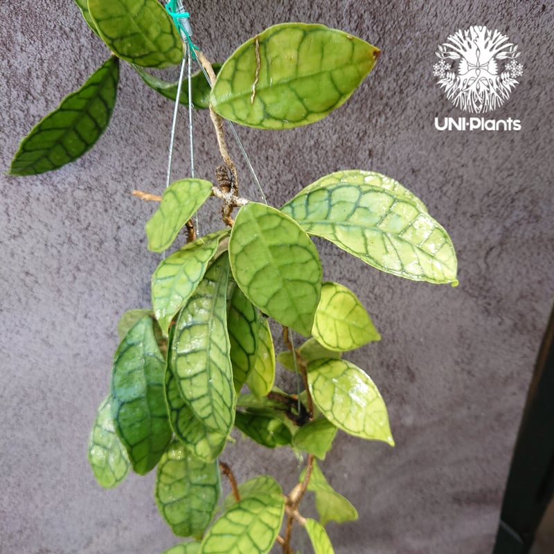 花座いっぱい! Hoya Callistophylla short leaves ホヤ カリス