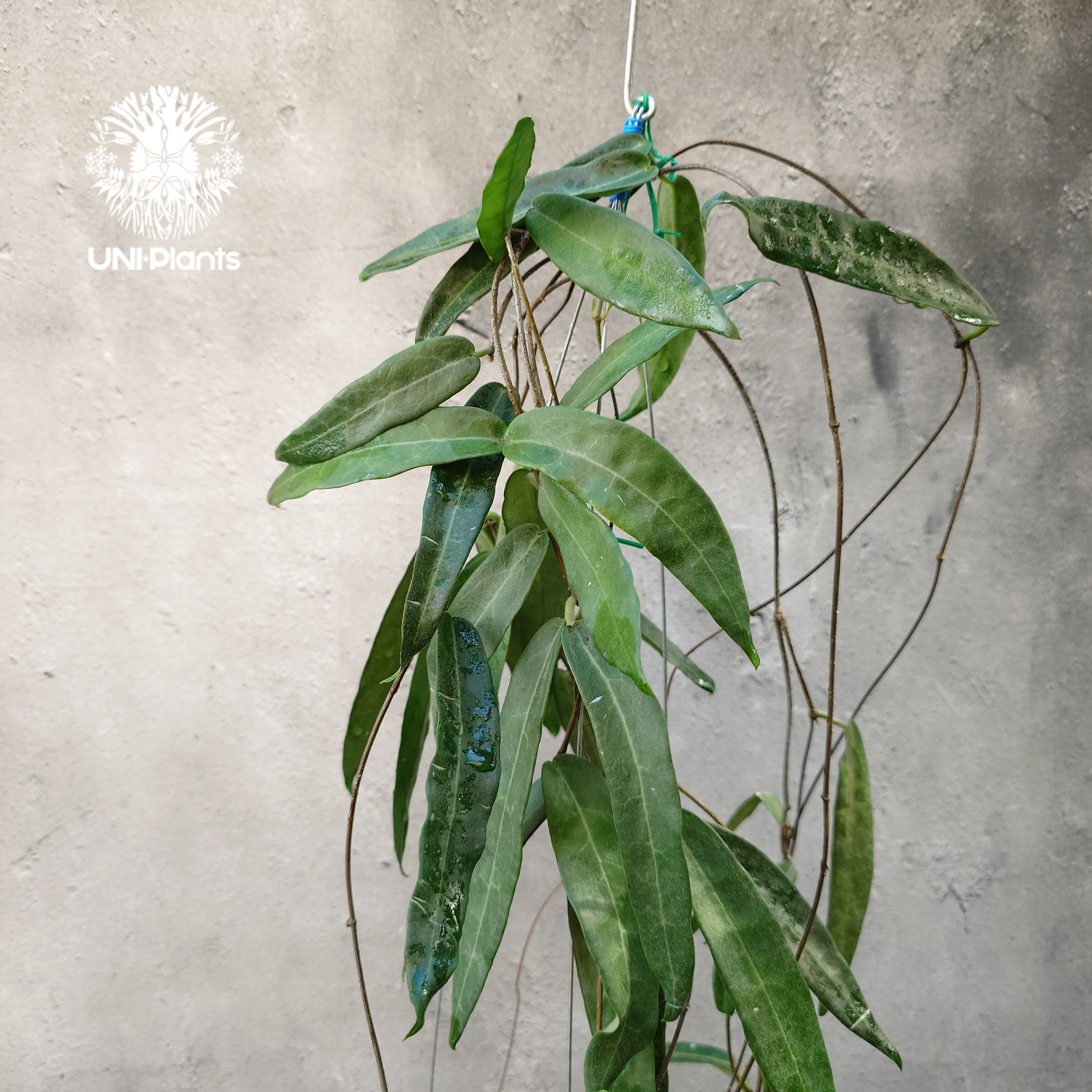 Hoya Hypolasia ホヤ ヒポラシア ホヤ植物 ホヤの花 希少な植物 Hoyapla