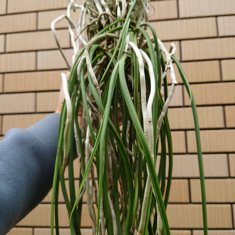 セイデンファデニア ミトラタ Seidenfadenia mitrata 着生植物