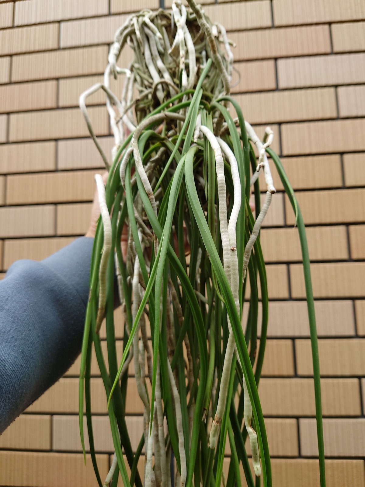 セイデンファデニア ミトラタ Seidenfadenia mitrata 着生植物