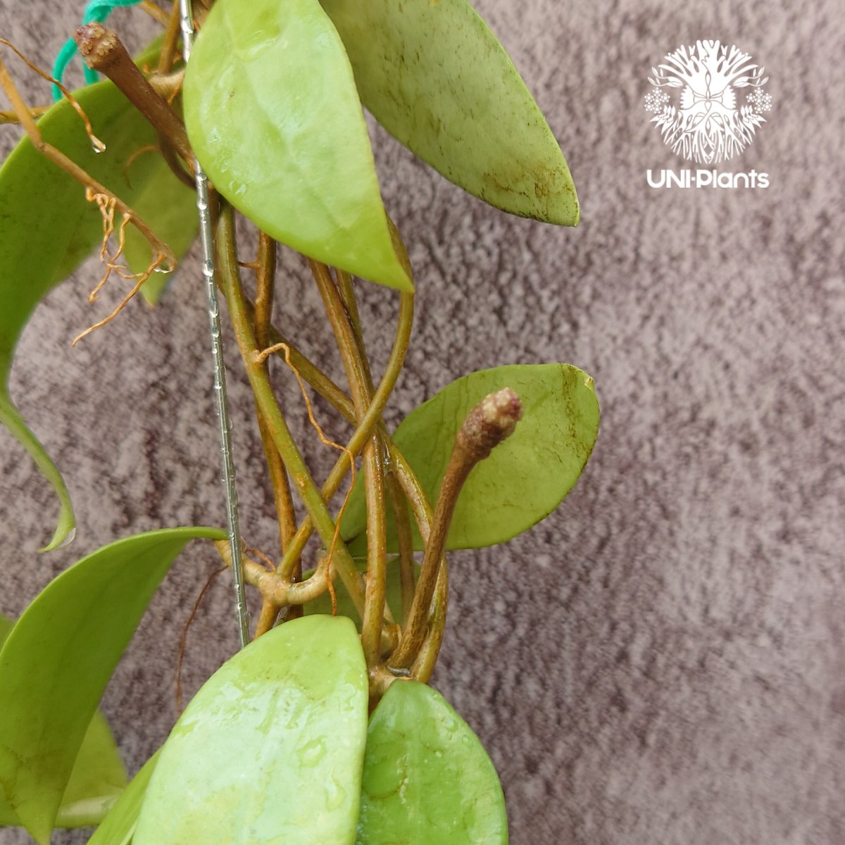 花座いっぱい! Hoya Parasitica lite pink ホヤ パラシティカ ライト