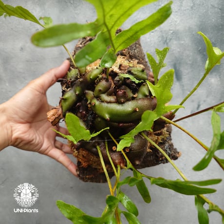 Lecanopteris crustacea narrow レカノプテリス クルスタセア ナロー 着生シダ植物 着生植物 アリ植物