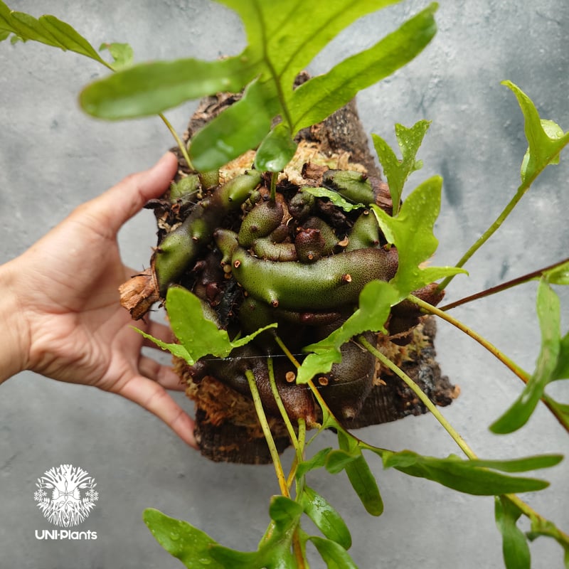 Lecanopteris crustacea narrow レカノプテリス クルスタセア ナロ