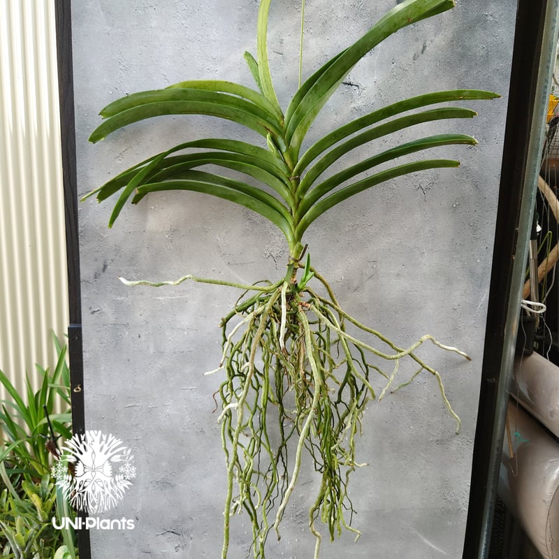 開花間近 バンダ 洋蘭 Vanda orchid 大株 子株付 ラン 蘭 花が