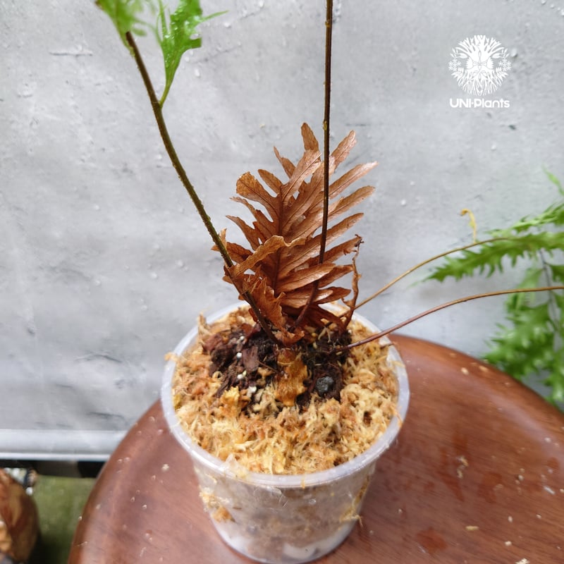 再入荷! Drynaria rigidula `whitei ドリナリア·リギデュラ