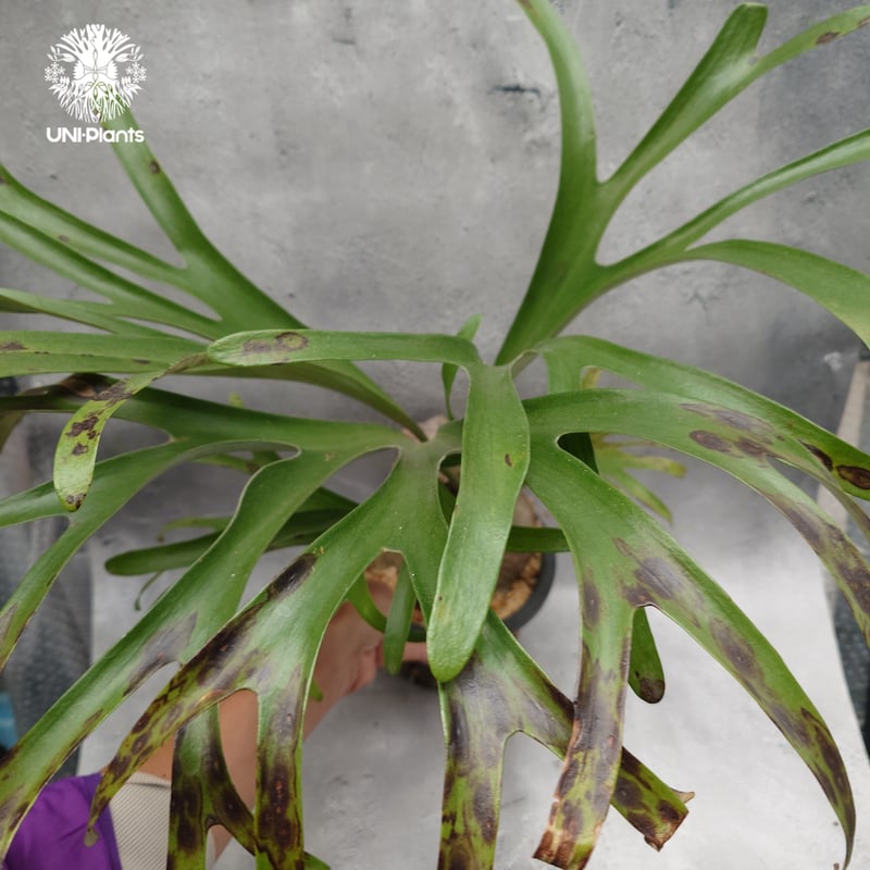 Platycerium alcicorne var.Madagascar ビカクシダ アルシコ