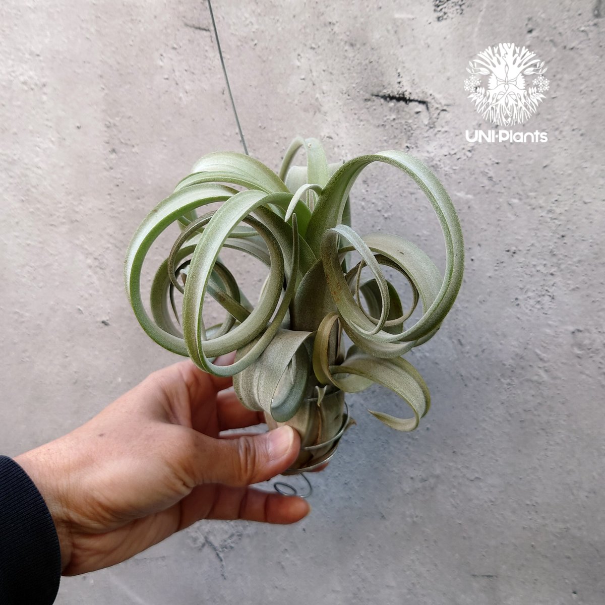 カーリースリム×ディグエティ(※My Original Hybrid) Tillandsia Curly slim チランジア カーリースリム Hybrid-Till
