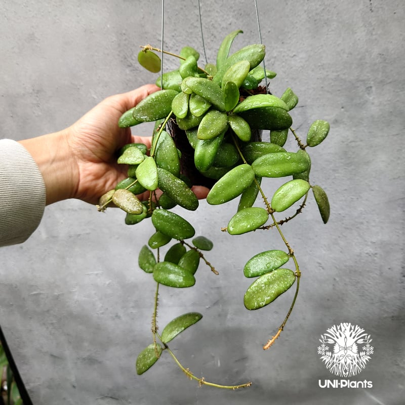 Hoya GPS7240 ホヤ 希少 ホヤ植物 ホヤの花 珍しい 希少なホヤ植物