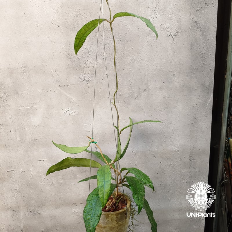 Hoya finlaysonii long leaves ホヤ フィンレイソニー ロングリーブ