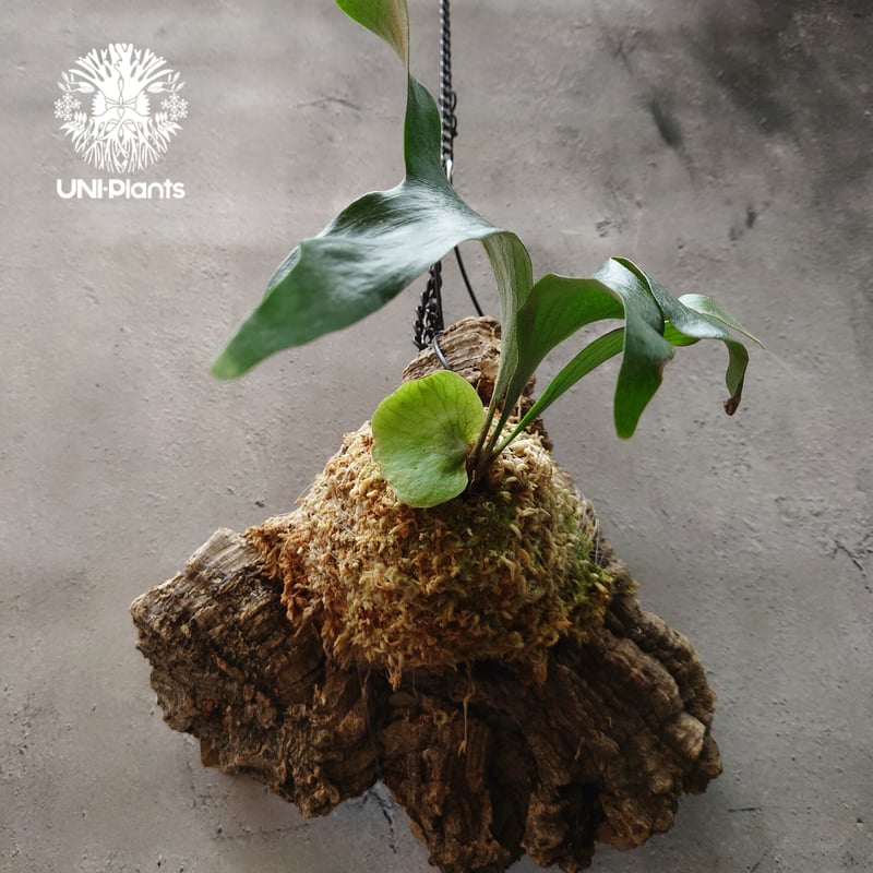 ビカクシダ ステマリア Platycerium stemaria コウモリラン ビカクシダ