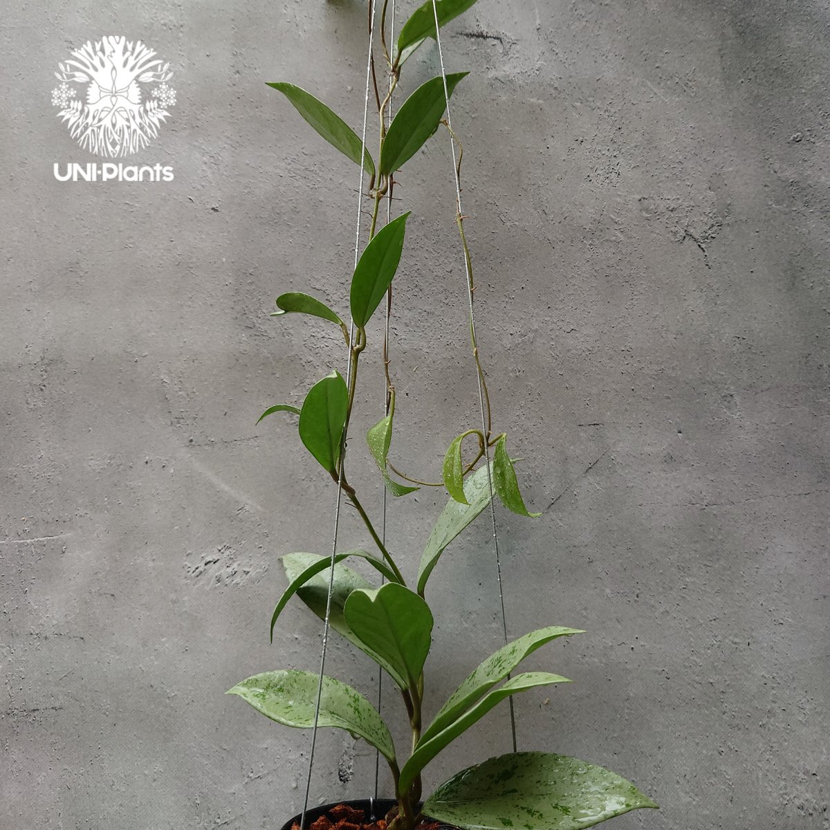 Hoya Pubicalyx silver ghost 希少 ホヤ プビカリクス シルバー Hoya Pubicalyx silver ghost 希少 ホヤ プビカリクス シルバー