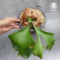 【タイ直輸入・現地選抜】ビカクシダ コロナリウム レサシャ｜希少種｜Platycerium coronarium ' Lesasha '