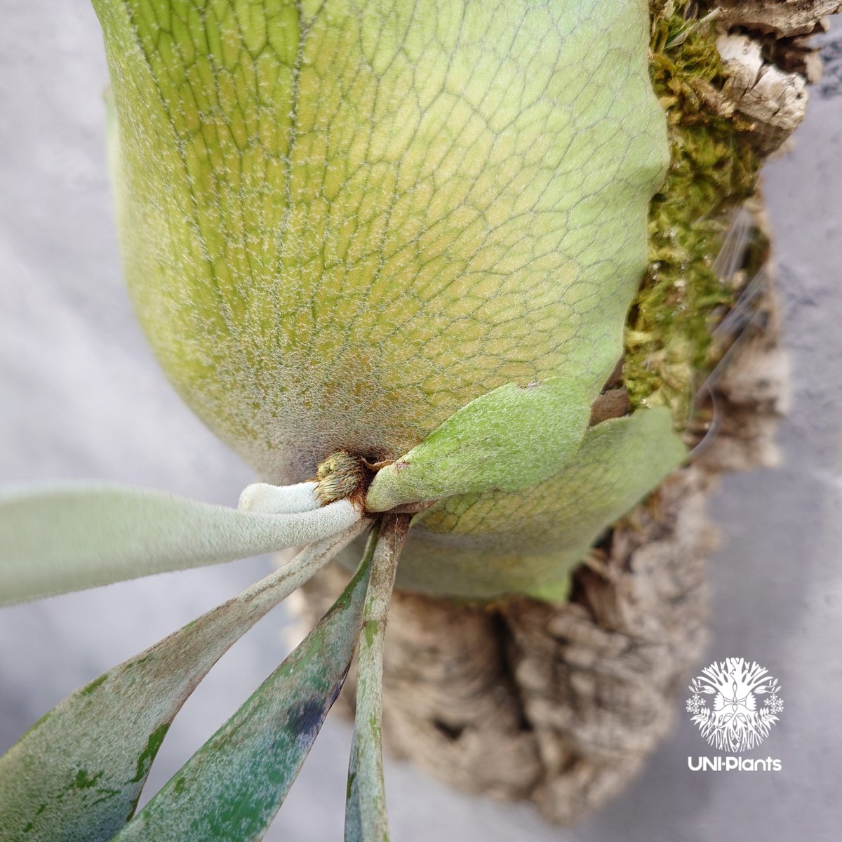 Platycerium Paul Vespa ビカクシダ ポールベスパ ビカクシダ