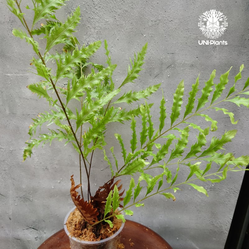 s*0様 Drynaria rigidula `whitei‘ 株分 ◎＿◎；）☆Drynaria rigidula 'Whitei'シダ☆大株☆