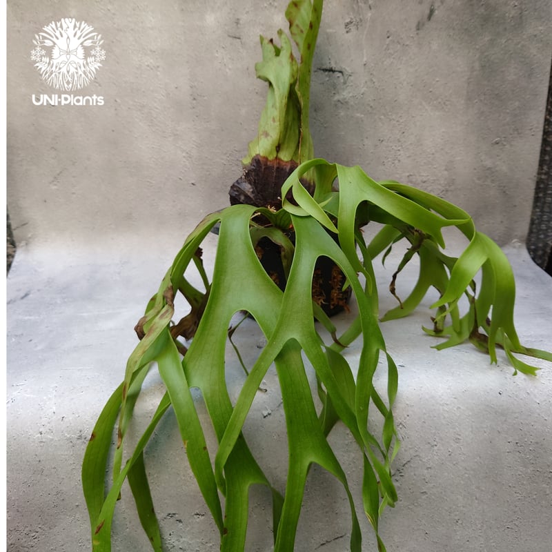 Platycerium coronarium phils dwarf ビカクシダ コロナリウム