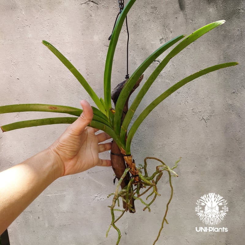 バンダ 洋蘭 Vanda orchid 流木着生 ラン 蘭 花が綺麗な洋ラン | UNI-Pl
