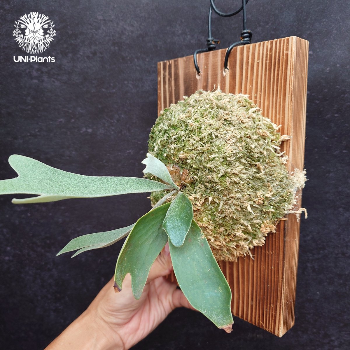 M*s様 P.willinckii Dwarf Tatsuta vp Platy. willinckii cv. dwarf tatsuta 侏儒爪哇塔蘇塔📐 Size