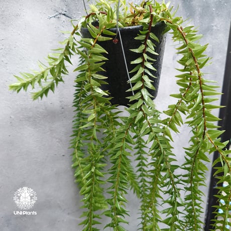 Huperzia spp. フペルジア  Phlegmariurus (フレグマリウルス)観葉植物 珍奇植物 植物 着生植物 インテリア植物 珍しい シダ植物