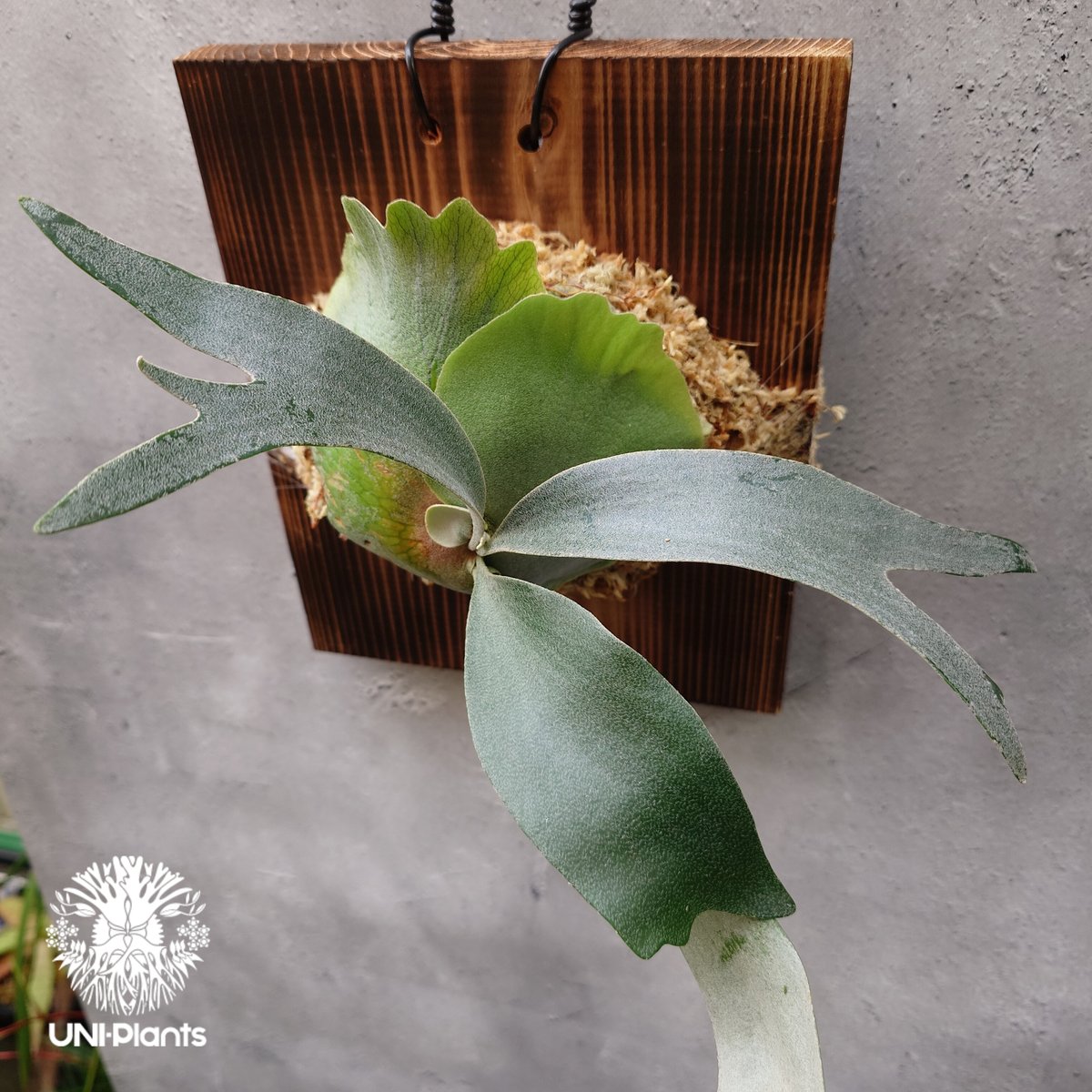 【大株】P.Banna #A ビカクシダ platycerium 大株】P.Banna #A ビカクシダ platycerium