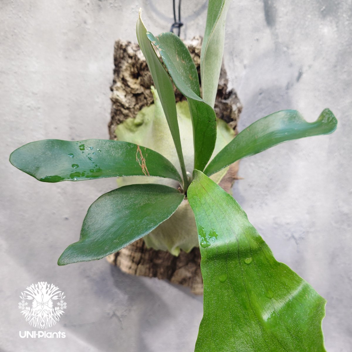 ビカクシダ アルシコルネ Platycerium alcicorne ビカクシダ原種 シダ