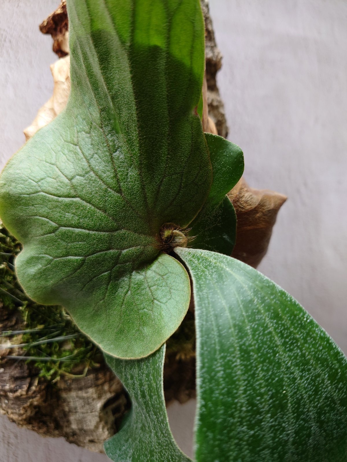 ビカクシダ エレファントティス Platycerium elephantotis コウモリラ...