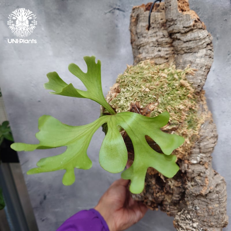 ビカクシダ リドレイ ワイドフォーム Platycerium ridleyi wide for