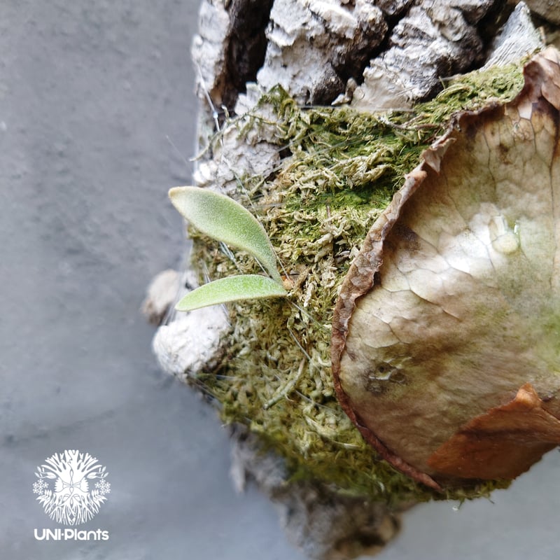 ビカクシダ ベイチー Patycerium veitchii コウモリラン ビカクシダ