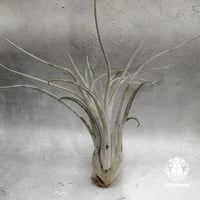 Tillandsia Kraken チランジアクラーケン Tillandsia インテリア植物 エアープランツ エアプランツ ティランジア綴化
