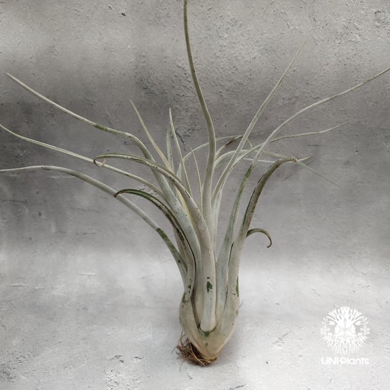 Tillandsia Kraken チランジアクラーケン Tillandsia インテリア植物