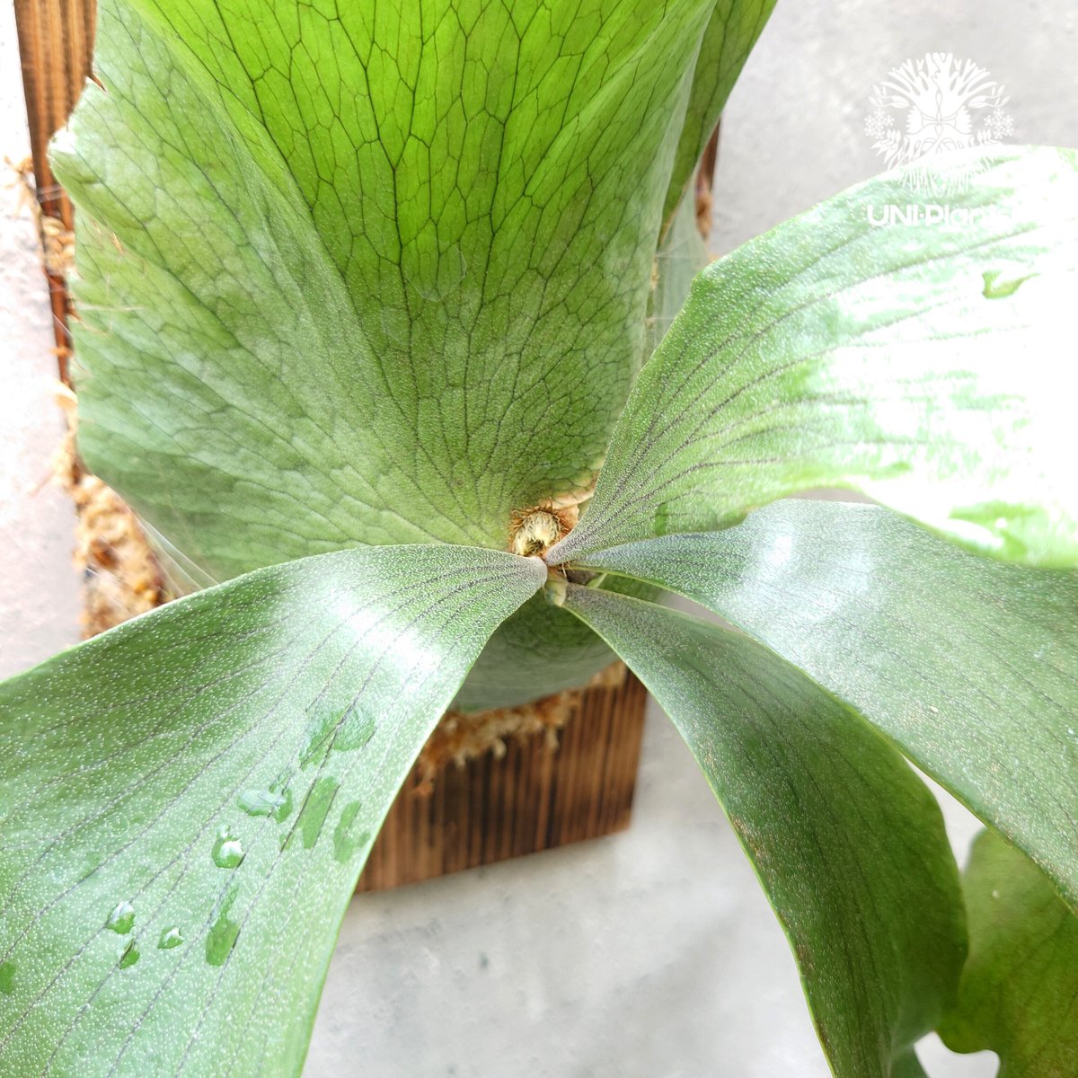 ビカクシダ ヒリー×ワンダエ Platycerium hillii×wandae コウモリラン