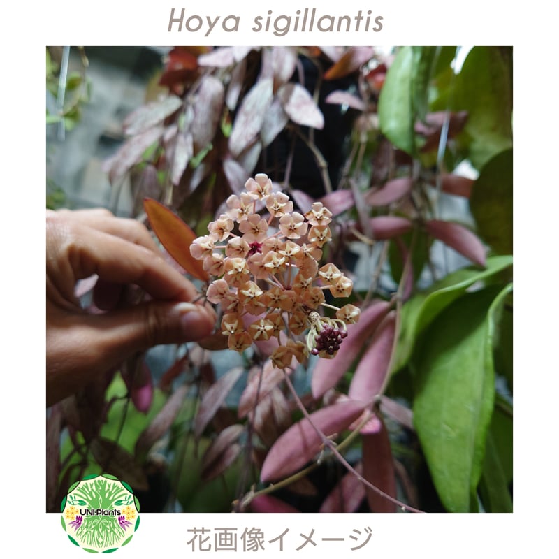 開花中、花座付き。Hoya sigillantis ホヤ シギラティス ホヤ 植物