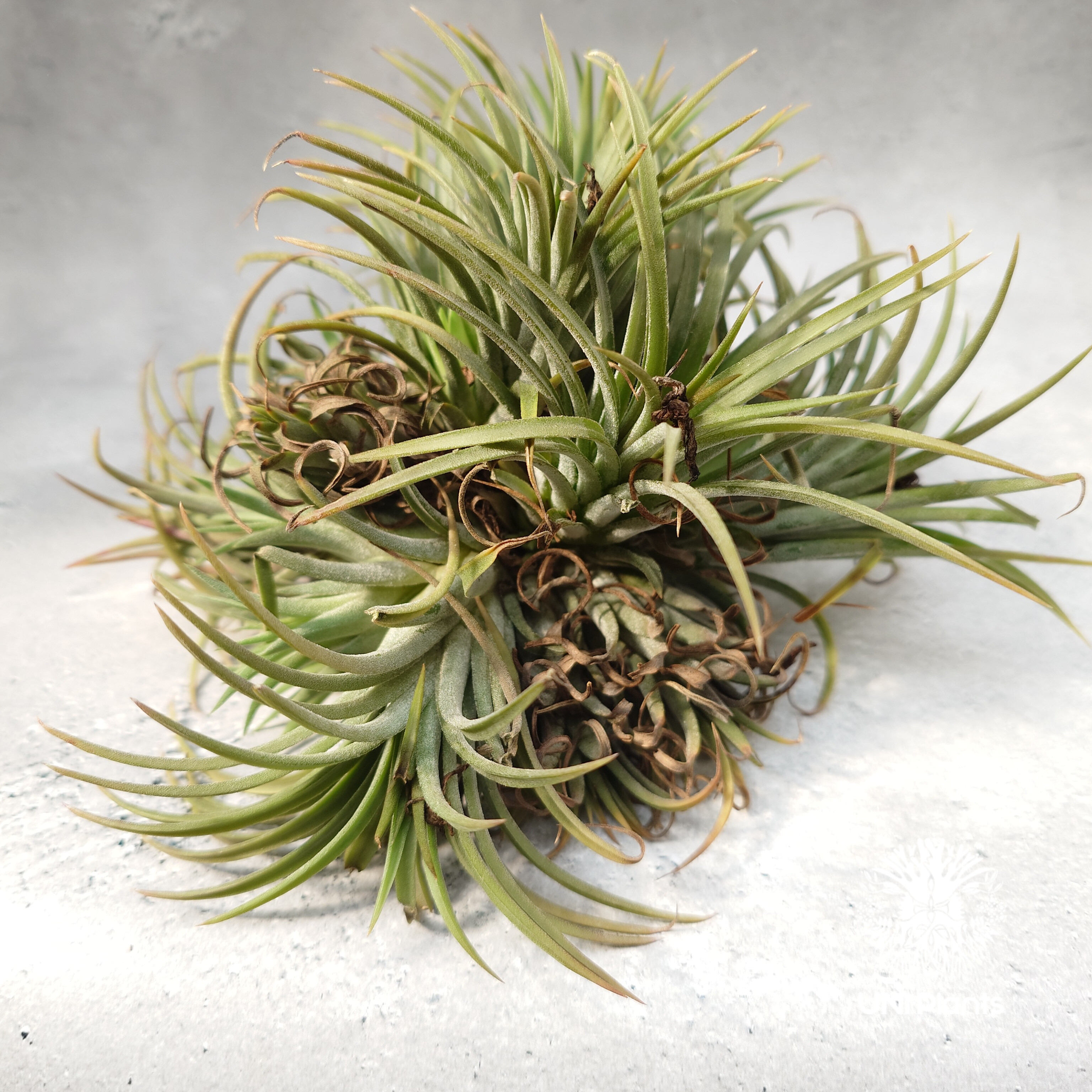 Tillandsia Ionantha (M) チランジア・イオナンタ Tillandsia
