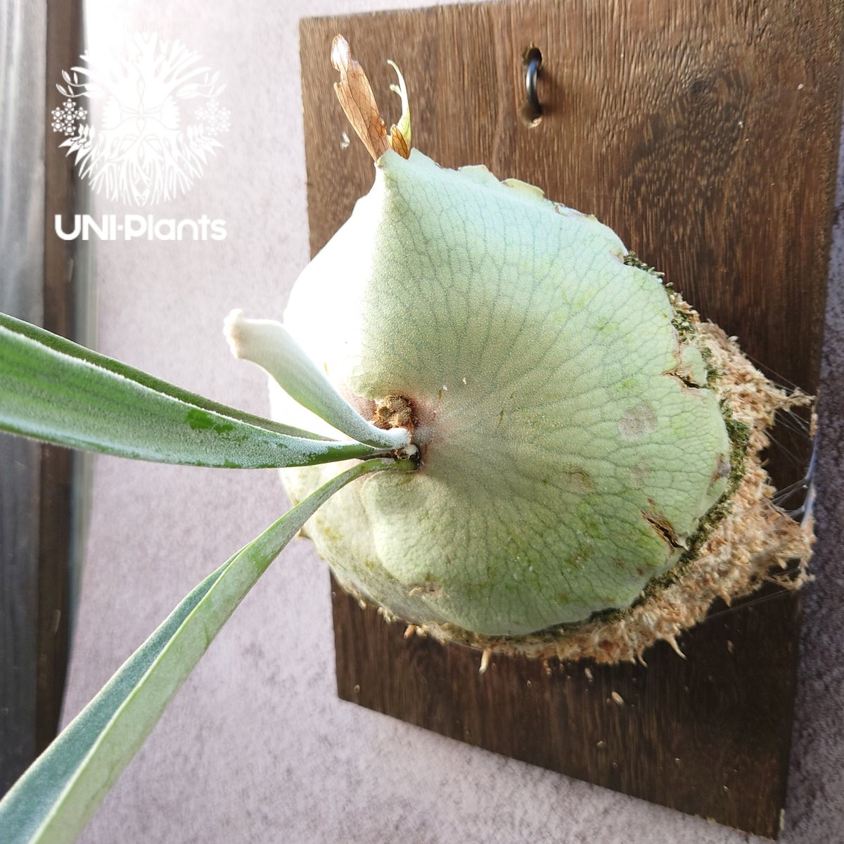 初入荷! ビカクシダ レモイネイ Platycerium veitchii 'Lemoine 初入荷! ビカクシダ レモイネイ Platycerium veitchii 'Lemoine