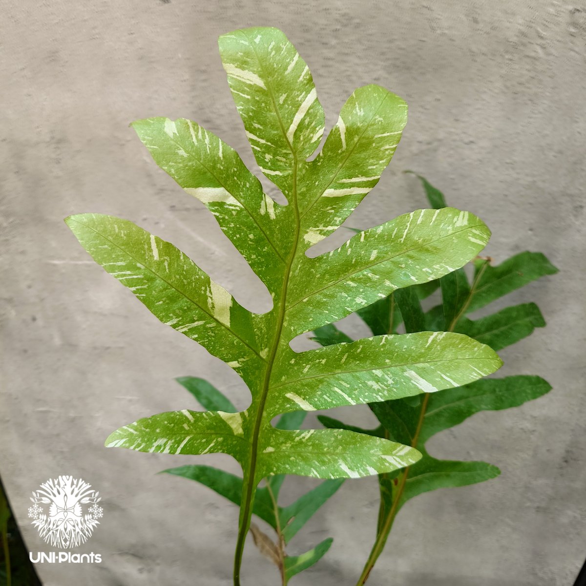 Drynaria quercifolia variegata ドリナリア クエルシフォリア バ