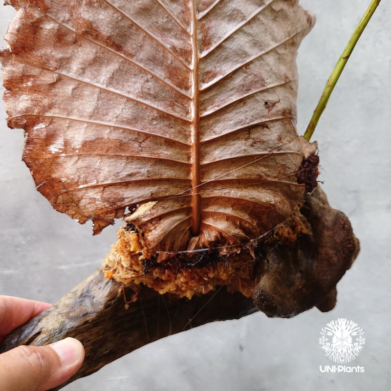 ドリナリア・クエルシフォリア　ワイルド　Drynaria quercifolia ドリナリア クエルシフォリア '変異種' 「Drynaria quercifolia 'Mut