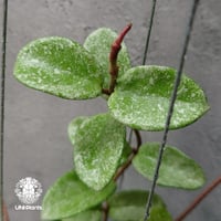 Hoya Carnosa Nova Ghost ホヤ カルノーサ ノバ ゴースト ホヤ 希少 ホヤ植物 ホヤの花 珍しい 希少なホヤ植物  斑入り植物
