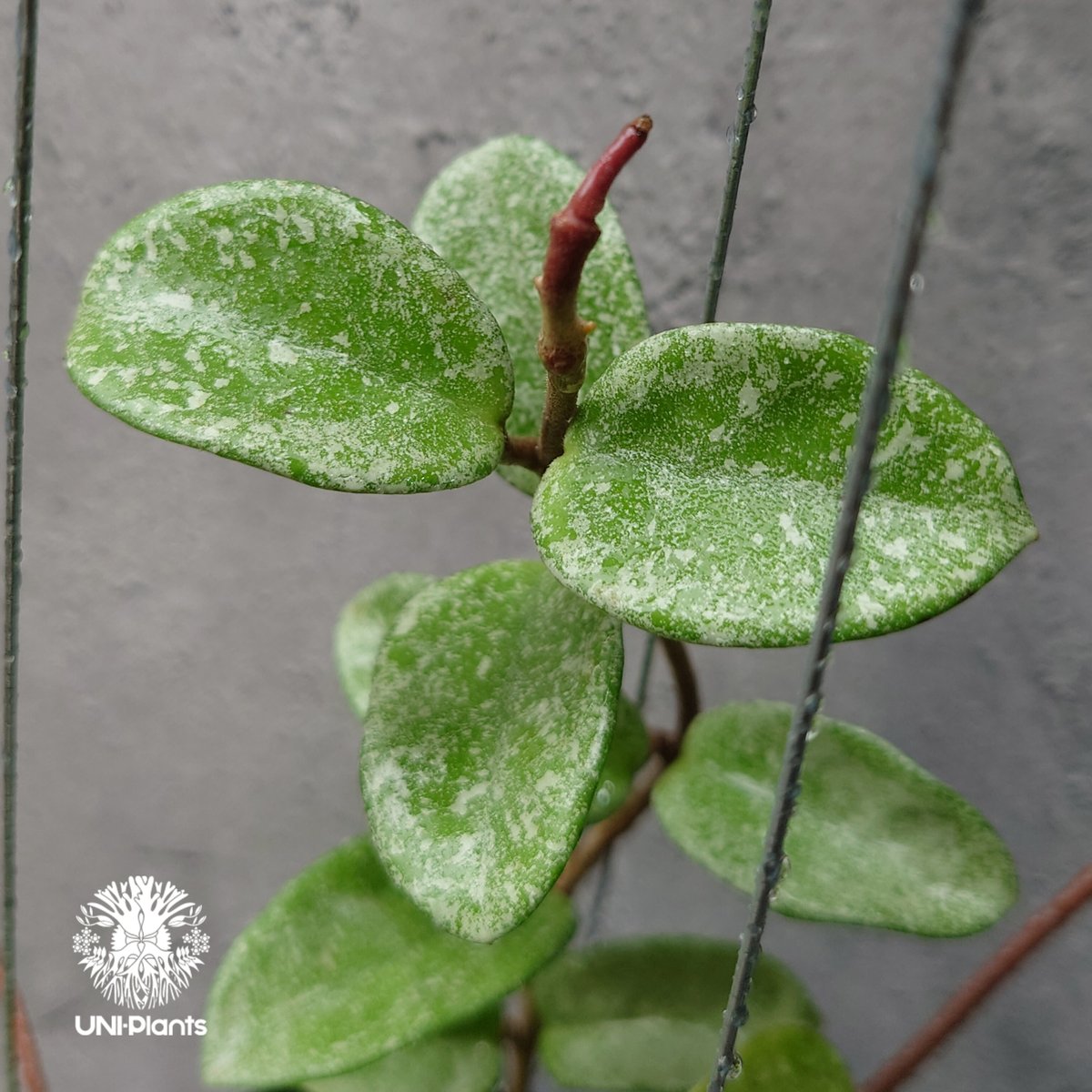 Hoya Carnosa Nova Ghost ホヤ カルノーサ ノバ ゴースト ホヤ Hoya Carnosa Nova Ghost ホヤ カルノーサ ノバ ゴースト ホヤ