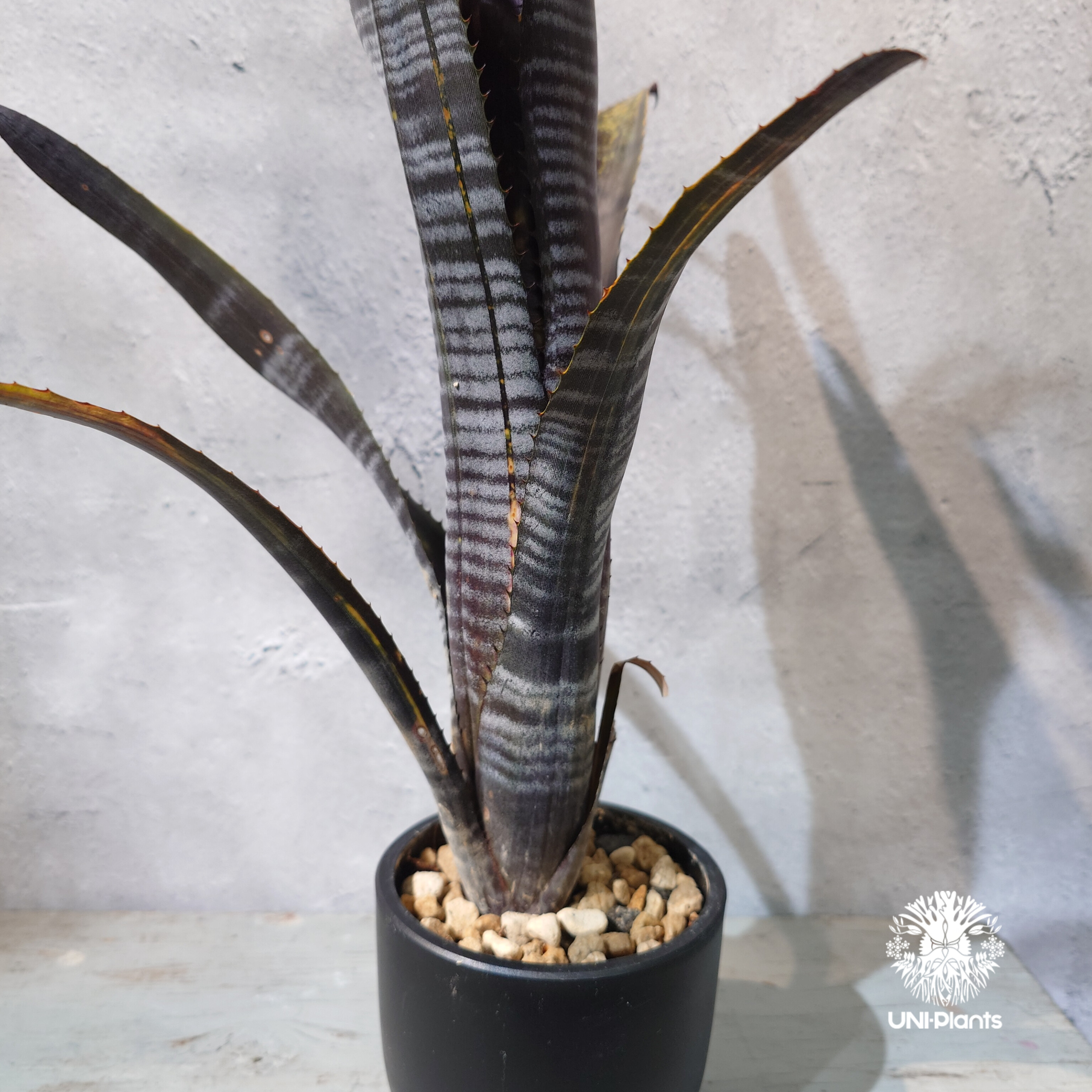 国内繁殖株・一点物】Billbergia Darth Vader ｜ビルベルギア