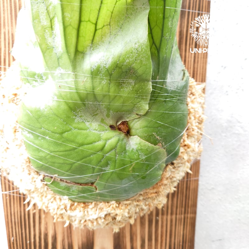 初入荷! ビカクシダ ホルタミー Platycerium holttumii コウモリ