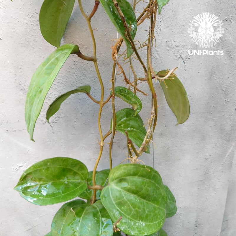 Hoya Sarawak pink ホヤ サラワック ピンク ホヤ植物 Hoya plants